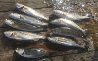 Coastal recreational fishermen hooked more fish in 2015