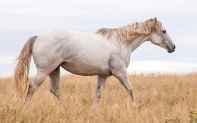 Wild Horses of North Carolina’s Outer Banks: Mysterious Disappearances and Hidden Habitats